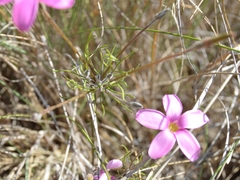 Oxalis polyphylla