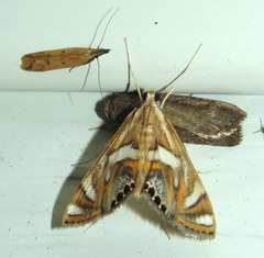 Margarosticha euprepialis