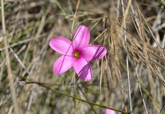 Oxalis polyphylla