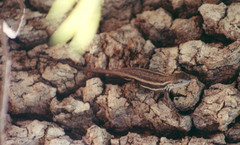 Sceloporus virgatus
