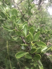 Gymnosporia maranguensis