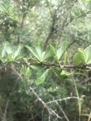 Gymnosporia maranguensis