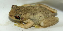 Litoria dentata