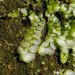 Calypogeia muelleriana - Photo (c) Barry Walter, algunos derechos reservados (CC BY), subido por Barry Walter