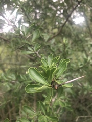 Gymnosporia maranguensis