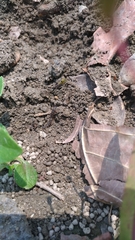 Chondromorpha xanthotricha