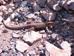 Ameiva praesignis