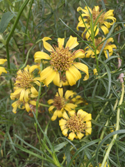 Ericameria linearifolia