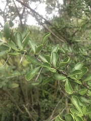 Gymnosporia maranguensis