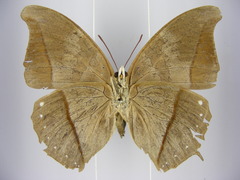 Charaxes porthos dummeri