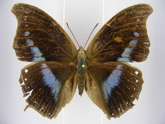 Charaxes porthos dummeri