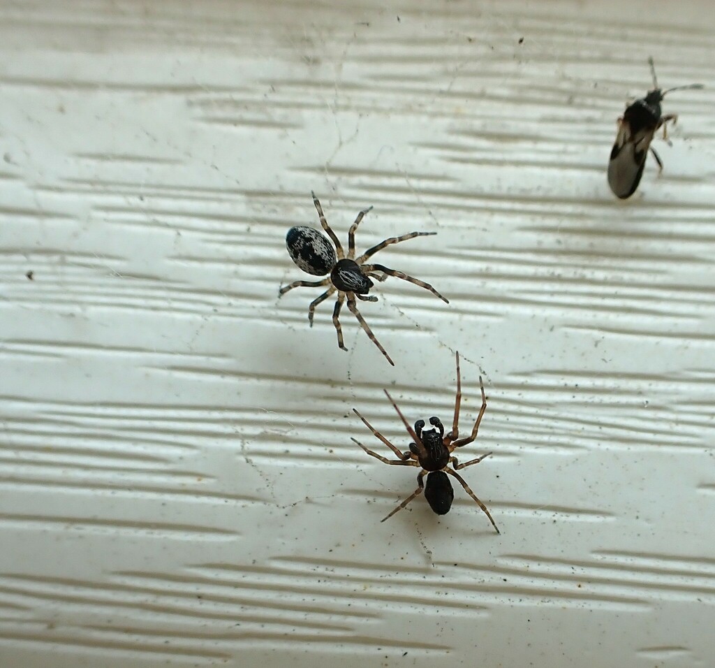 Typical Spiders from Douglasdale, Calgary, AB T2Z, Canada on May 19 ...