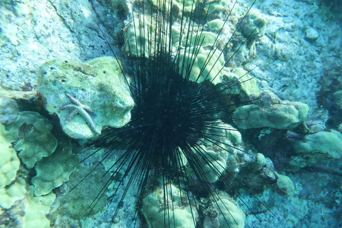 Diadema paucispinum observed 2024-01-06