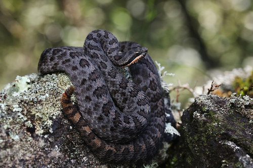 Cascabel enana (Crotalus intermedius. Cascabel enana (Crotalus intermedius.