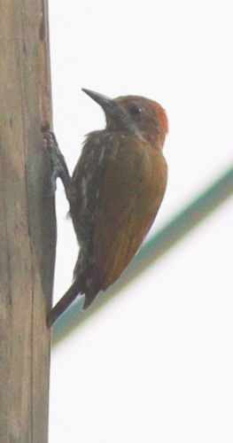 Melancholy Woodpecker (Dendropicos lugubris), photo 4