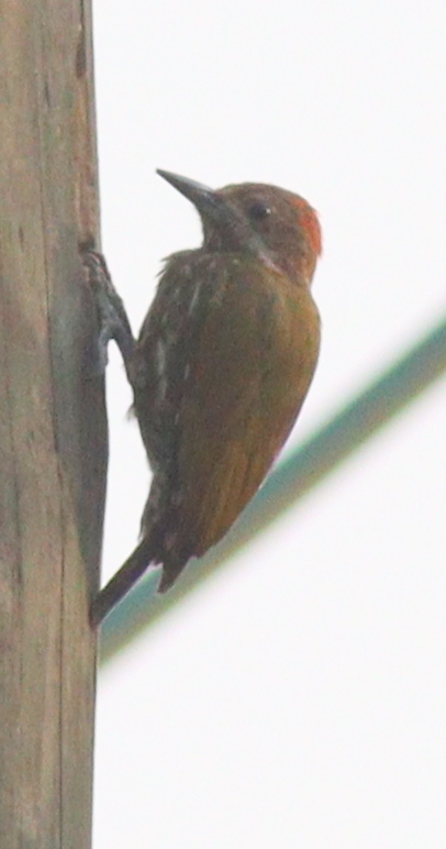 Melancholy Woodpecker (Dendropicos lugubris), photo 4