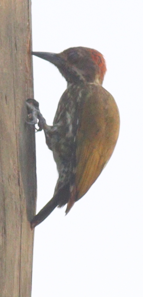 Melancholy Woodpecker (Dendropicos lugubris), photo 3