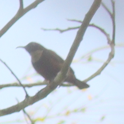 Buff-throated Sunbird (Chalcomitra adelberti), photo 3