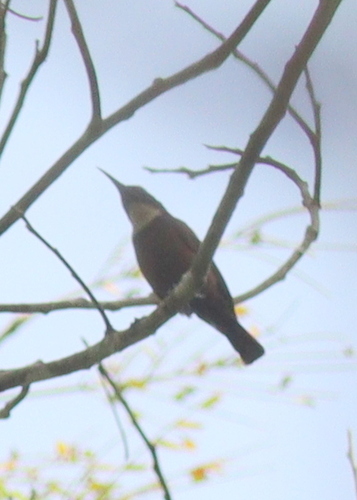 Buff-throated Sunbird (Chalcomitra adelberti), photo 9