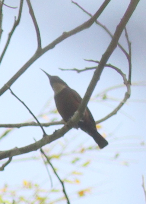 Buff-throated Sunbird (Chalcomitra adelberti), photo 9