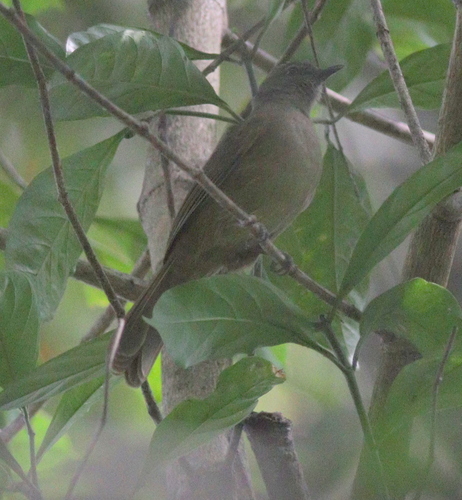 Plain Greenbul (Eurillas curvirostris), photo 5