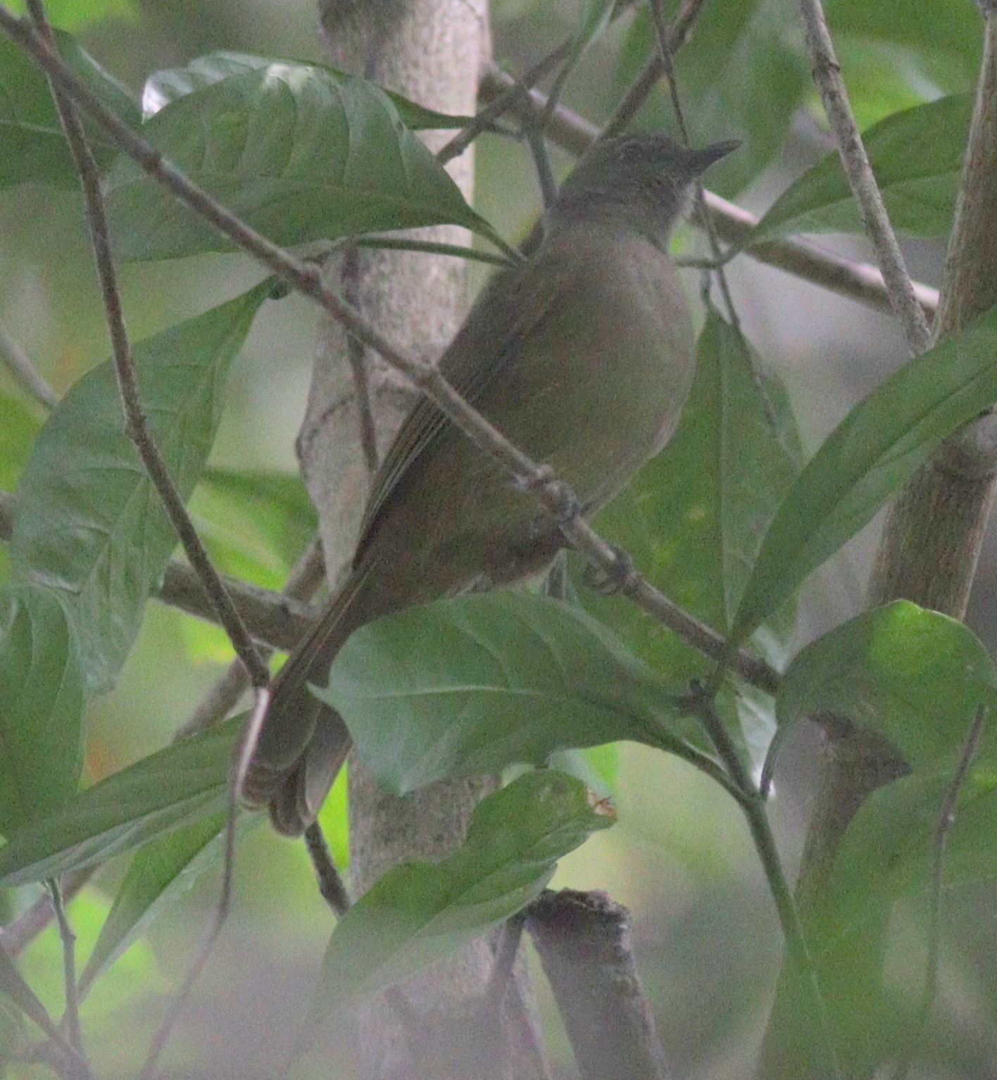 Plain Greenbul (Eurillas curvirostris), photo 2