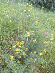 Ericameria linearifolia