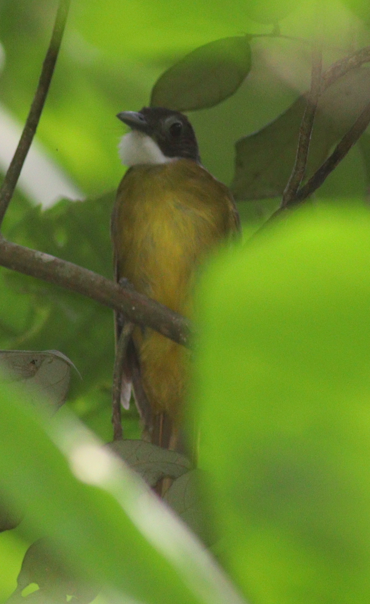 Red-tailed Greenbul illustration