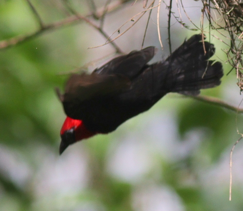 Crested Malimbe (Malimbus malimbicus), photo 5
