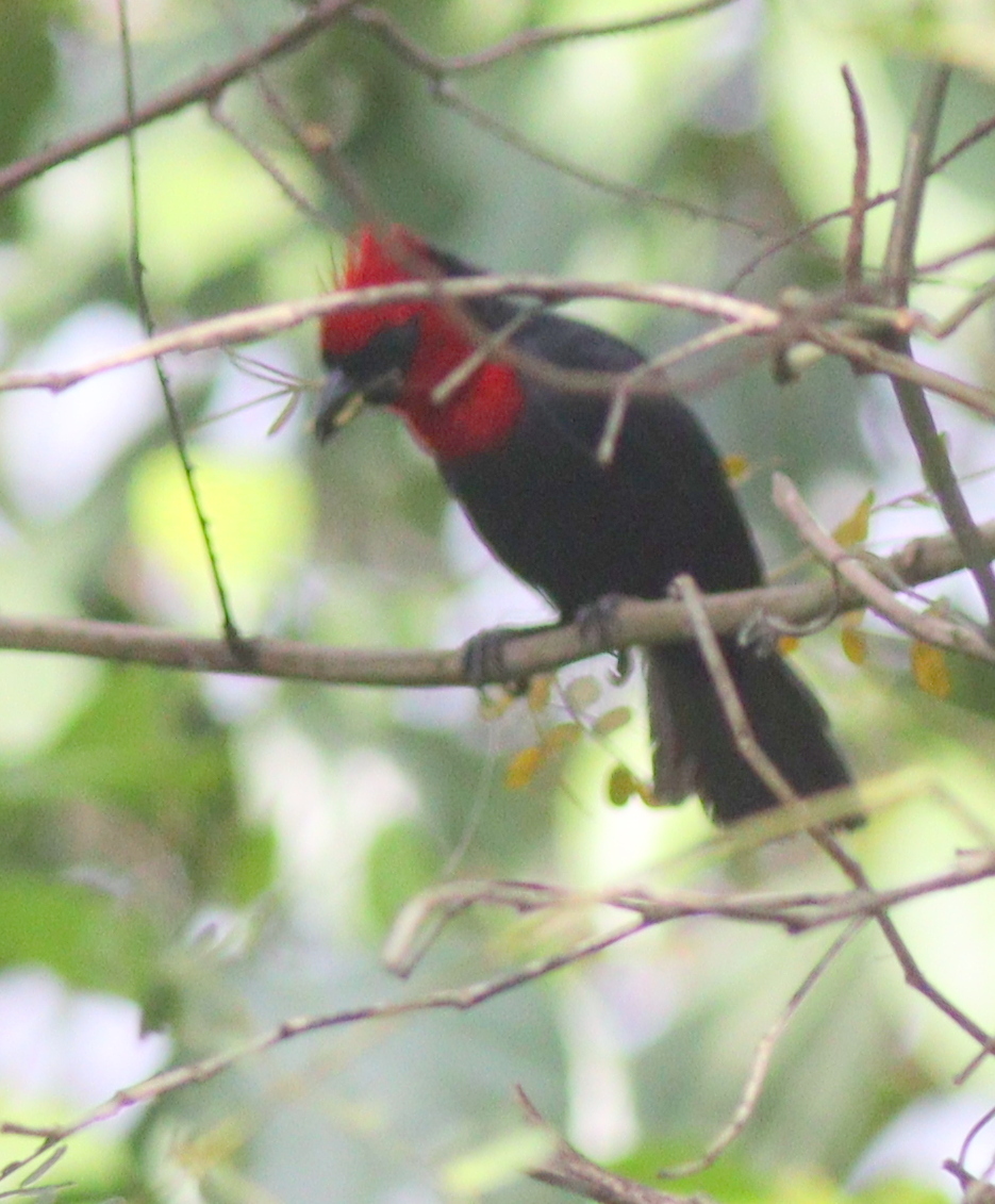 Crested Malimbe (Malimbus malimbicus)