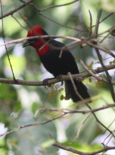 Crested Malimbe (Malimbus malimbicus), photo 10