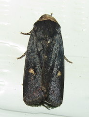 Proteuxoa cinereicollis