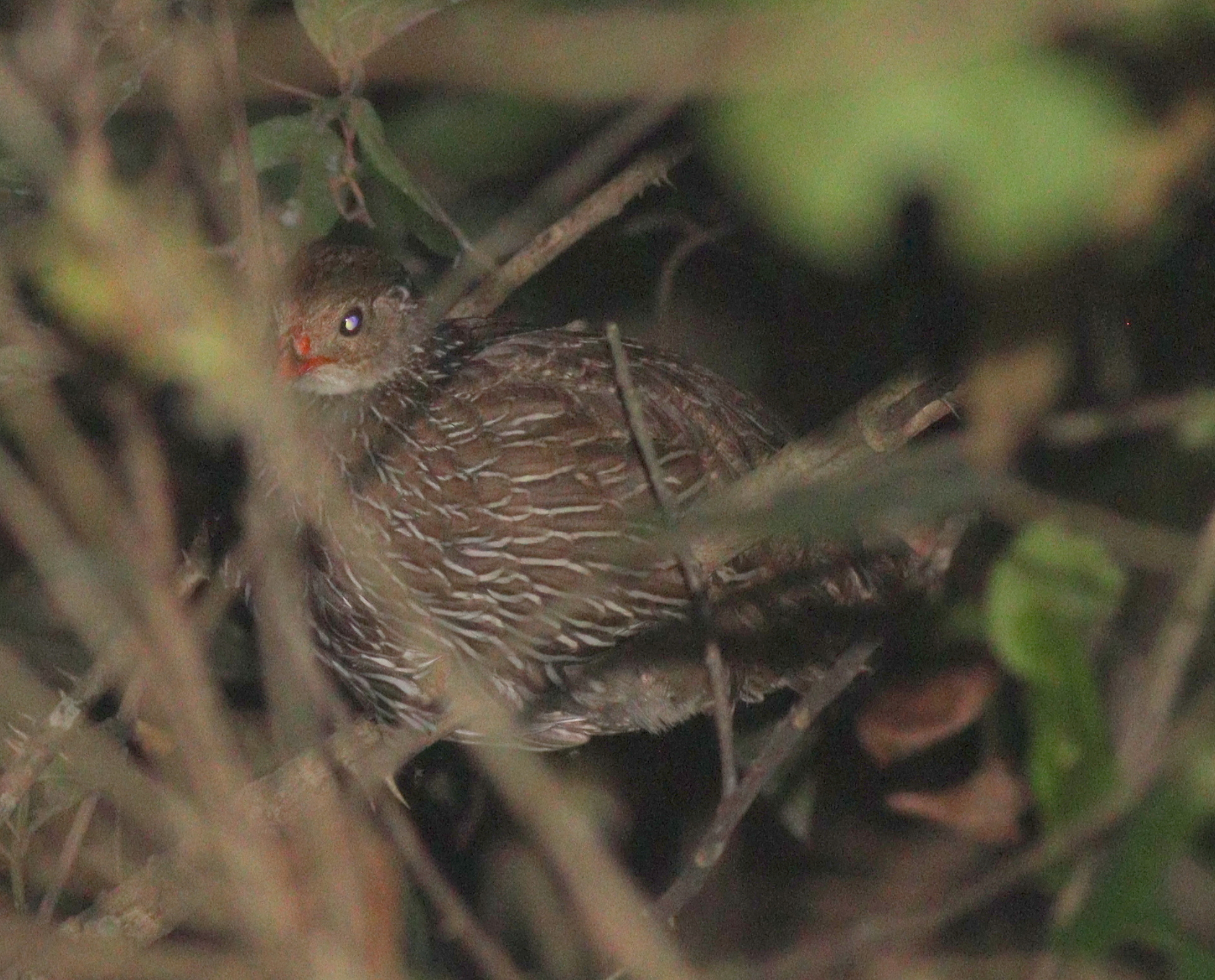 Ahanta Spurfowl (Pternistis ahantensis), photo 2