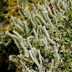 Cladonia polydactyla