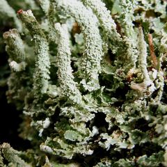 Cladonia polydactyla