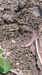 Chondromorpha xanthotricha