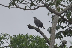 Buteo nitidus image