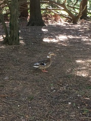 Anas platyrhynchos domesticus