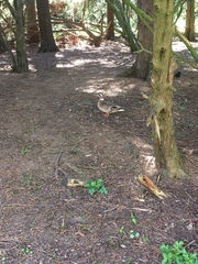 Anas platyrhynchos domesticus