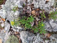 Phedimus middendorffianus