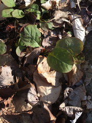 Pyrola elliptica