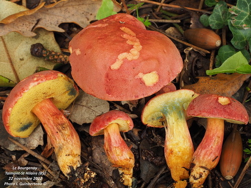 Rheubarbariboletus armeniacus (Quél.) Vizzini, Simonini & Gelardi