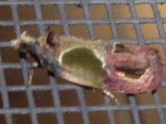 Eumarozia malachitana