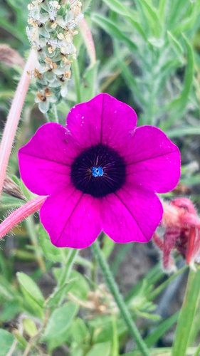 Foto de Petúnia