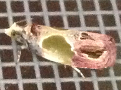 Eumarozia malachitana