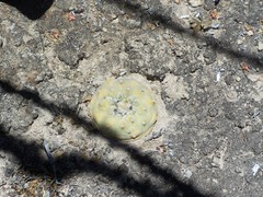 Lophophora diffusa