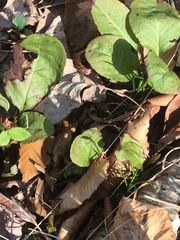 Pyrola elliptica