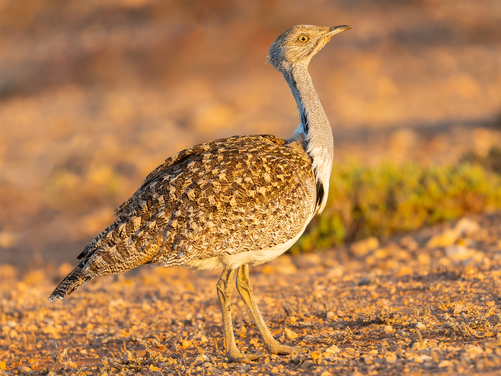 African Houbara