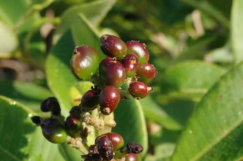 Image of Coast Resintree (Ozoroa obovata) by no rights reserved