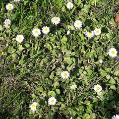 Bellis perennis
